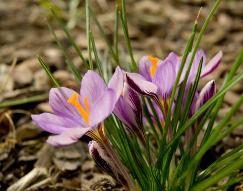 krokus 4.jpg