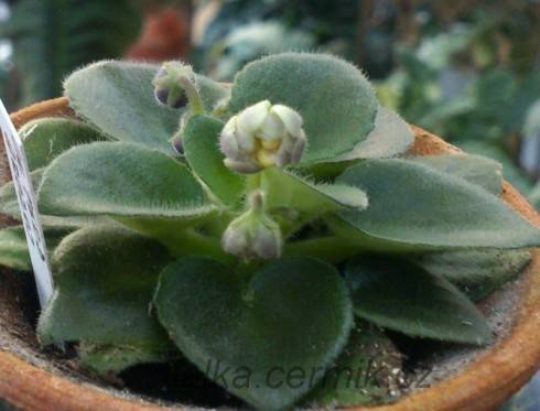 SK-Pered Grozoi.jpg
