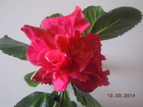 Pink  Bouquet.jpg