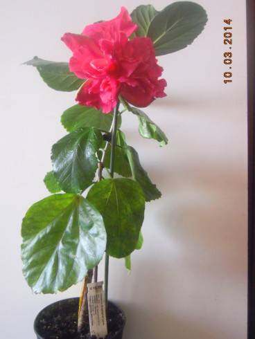Pink  Bouquet.jpg