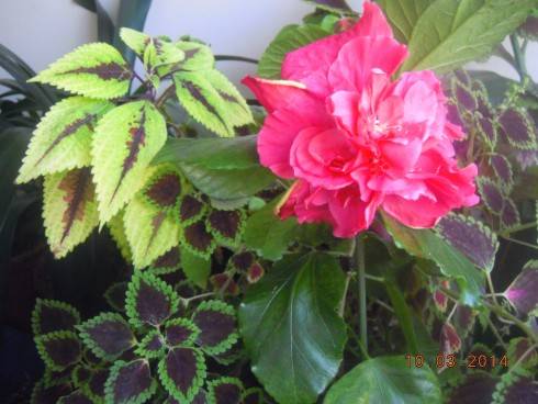 Pink  Bouquet.jpg