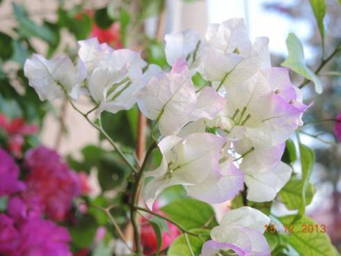 15 dec 2013 051.JPG