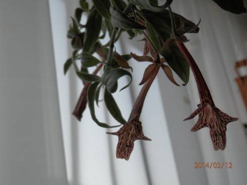 Columnea schiedeana.jpg