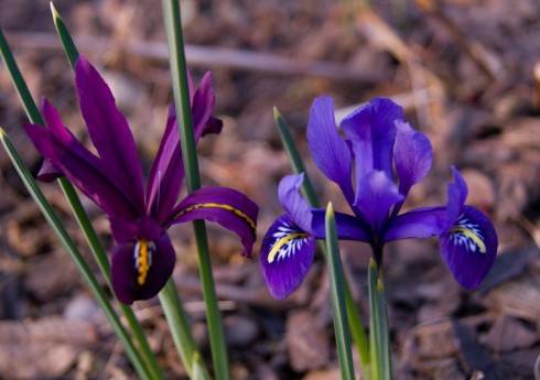Iris reticulata.jpg