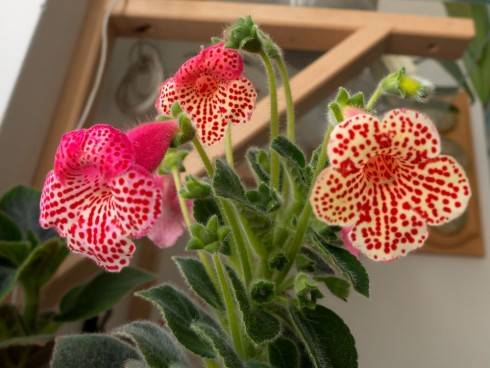 kohleria_hybrid.jpg