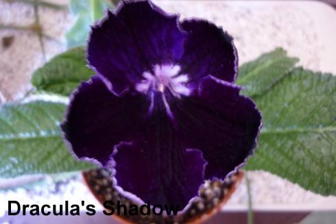 Dracula's Shadow.jpg