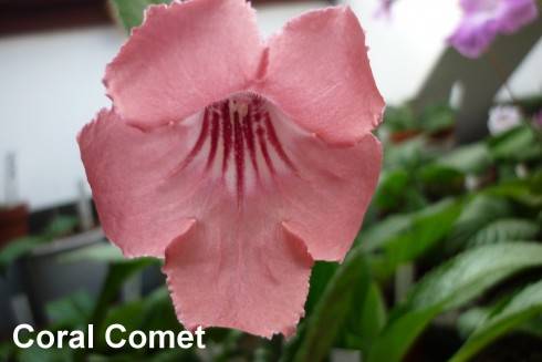 Coral Comet.jpg