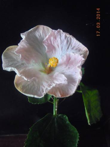 DSCN7981.JPG