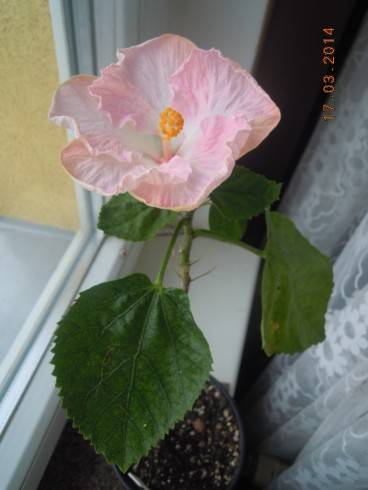 DSCN7982.JPG