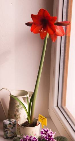 Amaryllis – Colibri Group.jpg