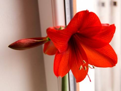 Amaryllis – Colibri Group.jpg