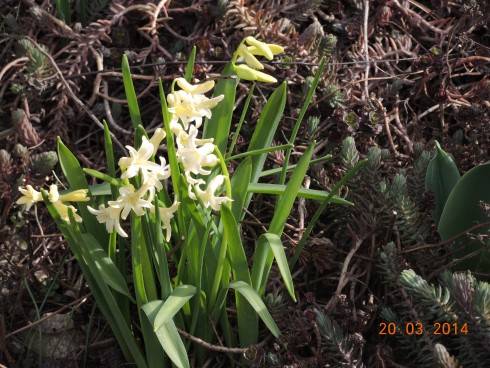 20 mar 14 vonku 016.JPG