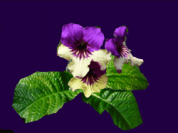 Harlequin Purple (3).gif