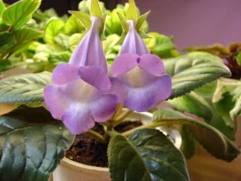 Sinningia speciosa.jpg