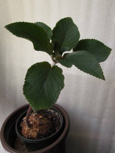 Sinningia douglasii.jpg