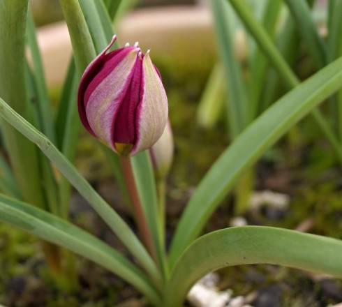 Tulipa hybrid.jpg