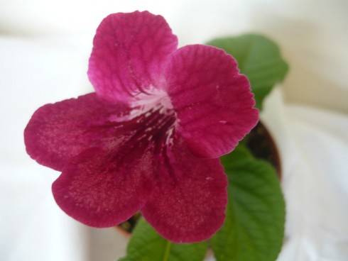 Bristol's Raspberry Royale.jpg