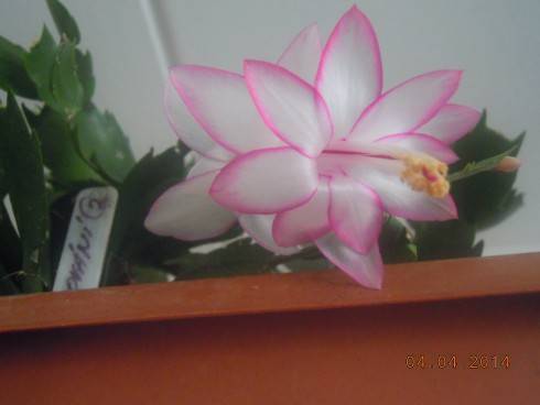 DSCN8545.JPG