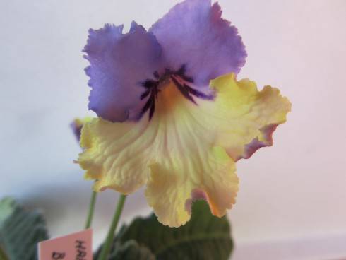 Harlequin Blue.jpg