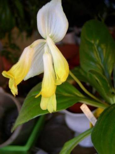 Primulina lutea.jpg