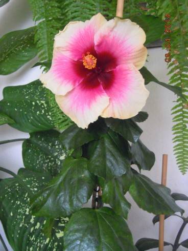 DSCN8666.JPG
