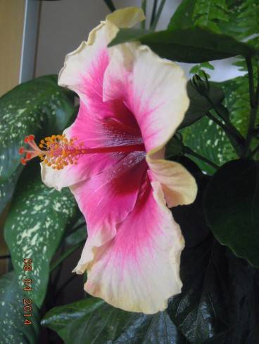 DSCN8671.JPG
