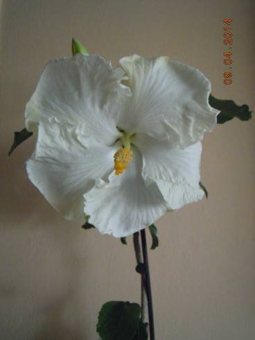DSCN8726.JPG