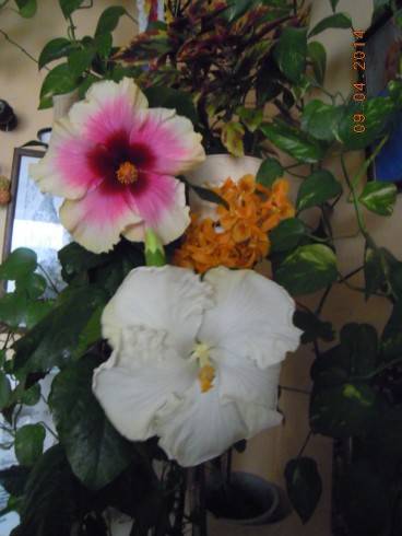DSCN8719.JPG