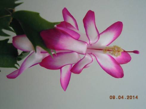DSCN8731.JPG