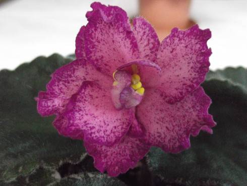 Buckeye Colossal.jpg