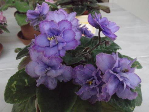 EK–Goluboglazaia  Rossiia.jpg