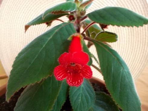 Kohleria eriantha.jpg