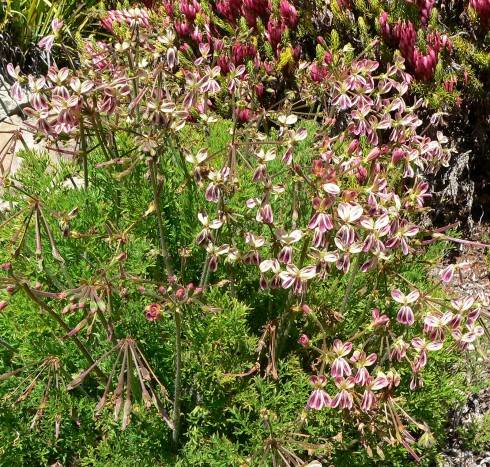 Pelargonium triste.jpg