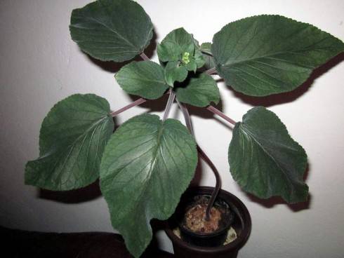 Sinningia douglasii.jpg