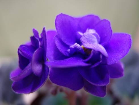 Rococo Blue.jpg