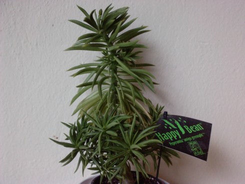 Peperomia.jpg