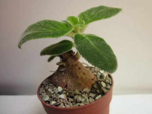 Sinningia bulbosa.jpg (47.9 KiB) Zobrazeno 1333 x Sinningia bulbosa.jpg