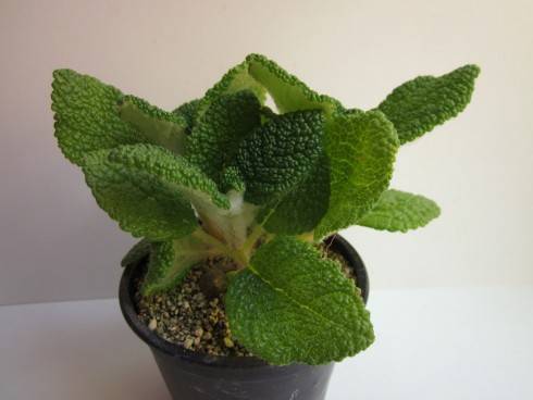Sinningia bullata.jpg (60.46 KiB) Zobrazeno 1333 x Sinningia bullata.jpg