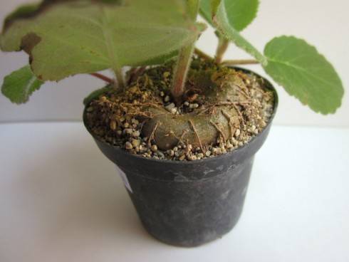 Sinningia lineata.jpg (55.36 KiB) Zobrazeno 1333 x Sinningia lineata.jpg