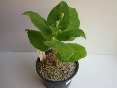 Sinningia magnifica Piedade.jpg (51.8 KiB) Zobrazeno 1333 x Sinningia magnifica Piedade.jpg