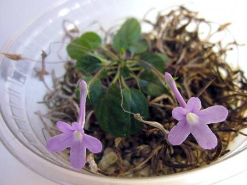 Sinningia pusilla.jpg
