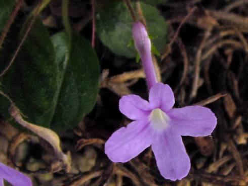 Sinningia pusilla.jpg