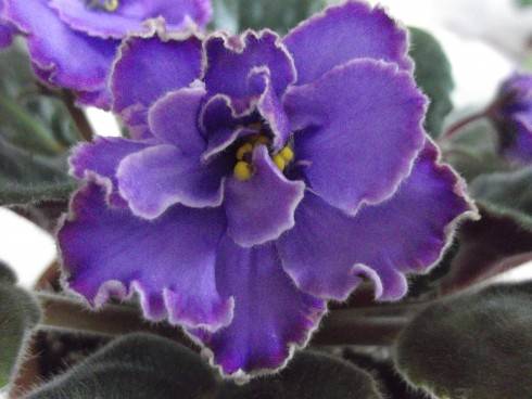 Blue Dragon.jpg