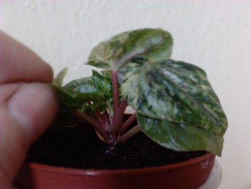 Peperomia panašovaná a.jpg