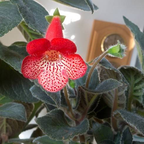 Manchu x K. amabilis.jpg