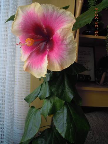 DSCN9373.JPG