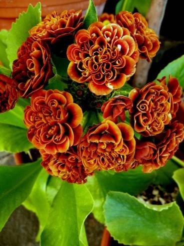 Primula auricula Chiquita.jpg