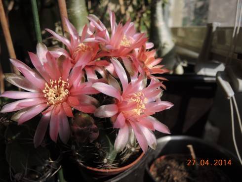27 04 2014 041.JPG