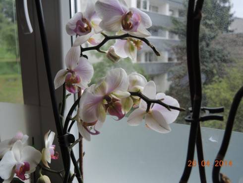 27 04 2014 005.JPG