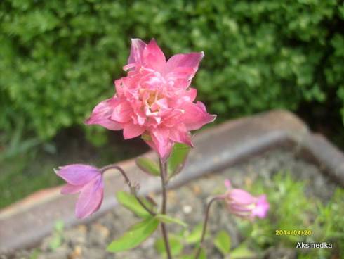 S6305478.JPG